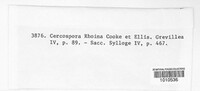Passalora rhoina image